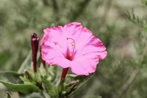 gros plan de belle fleur naturelle photo