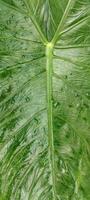 une proche en haut de une grand vert feuille avec pluie gouttes, photo