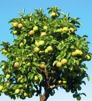 ai généré une magnifique vert Pomme arbre. ai généré photo