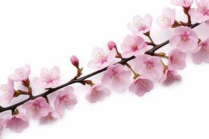 ai généré Sakura fleurs isolé sur blanc Contexte. ai généré photo