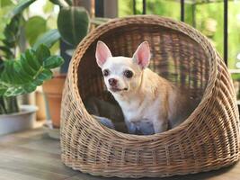 marron court cheveux chihuahua chien séance dans osier ou rotin animal de compagnie maison dans balcon, à la recherche étonnamment photo