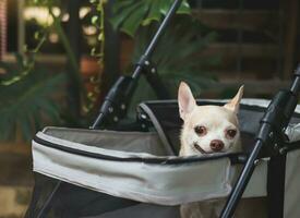 marron court cheveux chihuahua séance dans animal de compagnie poussette dans le jardin. souriant Heureusement. photo