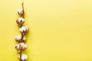 l'automne floral composition. séché blanc duveteux coton fleur branche Haut vue sur coloré table avec copie espace photo