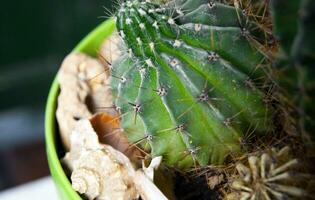 cactus aiguilles dans une pot avec coquilles. botanique photo
