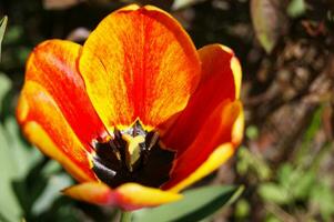 rouge Jaune tulipes contre vert feuillage. photo