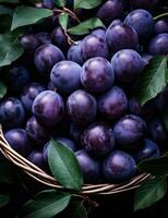 ai généré mûr prunes dans panier sur arbre, foncé violet, photo