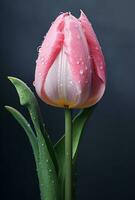 ai généré rose tulipe avec s'égoutte de l'eau sur gris arrière-plan, photo
