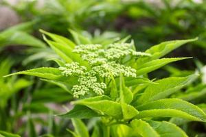 gros plan de belle fleur naturelle photo