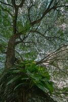 grand arbre avec une vert plante croissance sur il photo