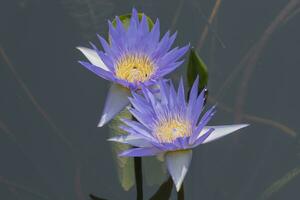 deux violet lotus dans une étang photo