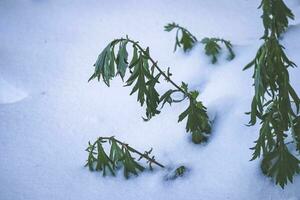 vert dépérissement les plantes contre une blanc neige dans hiver saison, plante sur neigeux journée avec congelé feuilles dans bleu ombre photo