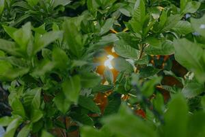 Jaune lampe lumière dans le jardin couvert par vert thé feuilles. photo