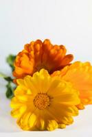 calendula officinalis fleurs sur blanc arrière-plan, les astéracées, calendule photo