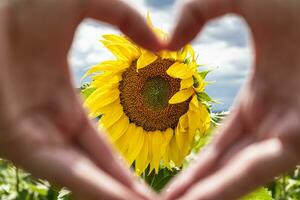 mains formant une cœur dans de face de une tournesol, concept de aimer, bonheur et se soucier, helianthus annuus photo