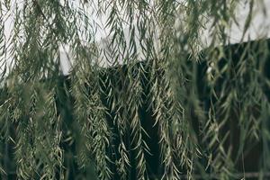 feuille verte tropicale dans des tons sombres. photo