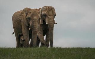 éléphant de brousse africaine photo