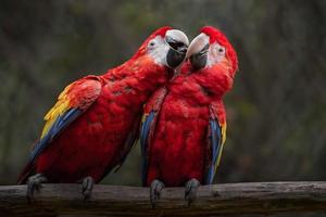 Portrait d'ara rouge photo