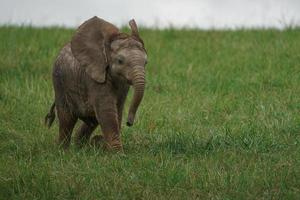 éléphant de brousse africaine photo