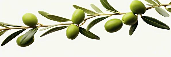 ai généré olive arbre bifurquer, vert Olives et feuilles sur blanc Contexte. ai généré. photo