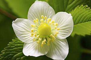 ai généré fraise fleur. ai généré photo