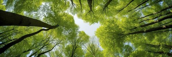 ai généré à la recherche en haut à le vert hauts de des arbres. ai généré photo