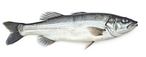 ai généré un Frais mer basse poisson isolé sur blanc Contexte. ai généré. photo