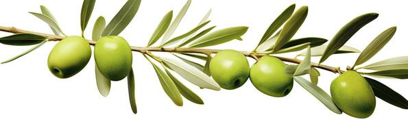 ai généré olive arbre bifurquer, vert Olives et feuilles sur blanc Contexte. ai généré. photo