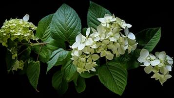 ai généré épanouissement hortensia. blanc hortensia fleurs sur une noir Contexte. magnifique printemps bouquet. floral Contexte. photo