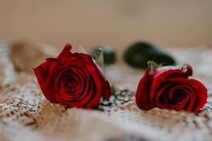 Gros plan sur des roses rouges éclatantes photo
