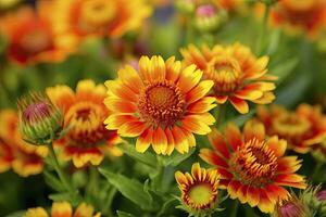 ai généré gaillardia ou couverture fleur. brillant et coloré nuances de chaud tons. ai généré photo