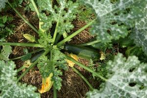 Zucchini et ses fleur dans de bonne heure été dans un écologique jardin, cucurbita pepo photo