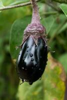 magnifique peu aubergine sur ses plante dans un écologique légume jardin, solanum melongena photo