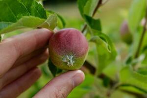 peu pommes croissance sur Pomme arbre dans un verger, en bonne santé et Naturel nourriture, pompon photo