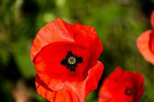 coquelicot tête à printemps dans une jardin, papaver rhéas, renoncules photo