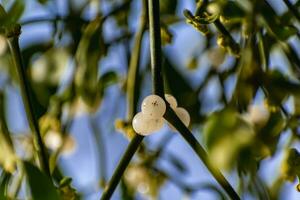 branche de du gui avec blanc baies, viscère album photo