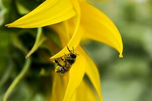 abeille collecte pollen sur tournesol fleur, helianthus annuus photo