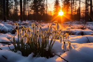 ai généré clairière avec perce-neige dans le printemps forêt à le coucher du soleil photo