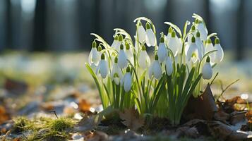 ai généré clairière avec perce-neige dans le printemps forêt à le coucher du soleil photo