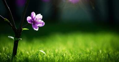 ai généré une violet Cerise fleur fleurit sur le vert herbe. génératif ai photo