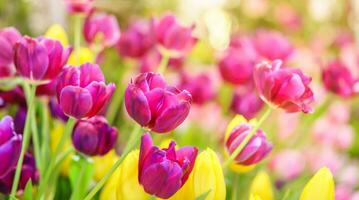 fermer de rouge et rose tulipe fleur en dessous de lumière du soleil en utilisant comme Contexte Naturel les plantes paysage, écologie fond d'écran couverture page concept. photo