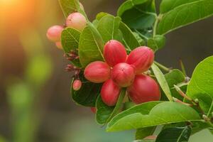 fruit de Bengale groseilles. photo