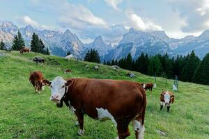 vaches dans le italien Alpes dans le dolomites pendant le coucher du soleil avec montagnes dans le Contexte. photo