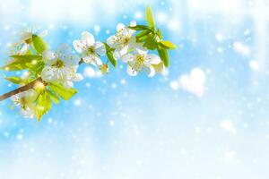 Naturel floral Contexte. épanouissement branche cerise. brillant coloré printemps fleurs photo