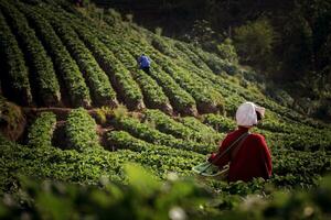 nord colline tribu récolte fraise dans ferme à haute Montagne de chiang mai nord de Thaïlande photo