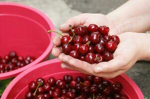 mains en portant et montrant Frais choisi biologique cerises. photo