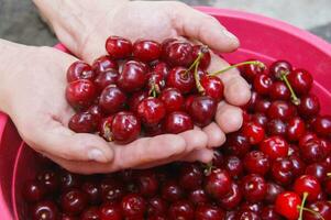 mains en portant et montrant Frais choisi biologique cerises. photo