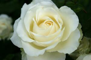 magnifique blanc Rose dans le jardin. photo