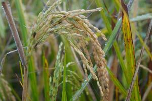 le vert et Jaune oreilles de riz céréales avant récolte riz des champs dans Bangladesh. photo