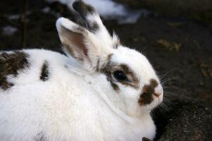 mignonne blanc duveteux lapin sur Extérieur photo