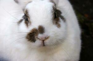 mignonne blanc duveteux lapin sur Extérieur photo